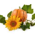 Cucurbita Pepo Leaves Powder | Pumpkin Leaves