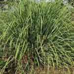 Lemon Grass Leaves Powder | Lemon Grass Powder