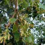 Dalbergia Sissoo Leaves Powder | Shisham Leaves Powder | Shinshapa