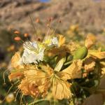 Delonix Elata Leaves Powder | Vayunarayani |