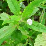Eclipta Alba whole plant powder | Bhringaraj | White flower