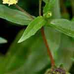 Eclipta Prostrata Leaves Powder Yellow Flower | Bhringraj