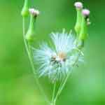 Emilia Sonchifolia Whole Plant Powder | Ilikivi Powder | Purple Sow Thistle