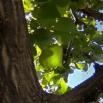 Erythrina Variegata Bark Powder | Tiger's Claw Bark Powder | Indian Coral Tree Bark Powder | Paribhadra