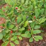 Erythroxylum Monogynum Leaves Powder | Javadhari | Devataru