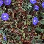 Evolvulus Alsinoides Whole Plant Powder | Shankhapushpi | Vishnukranthi