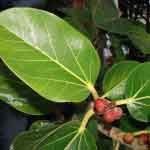 Ficus Benghalensis Fruits Powder | Banyan tree | Nyagrodha