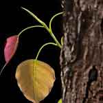 Ficus Religiosa Bark Powder | Peepal Tree | Bodhi Tree | Aswatha