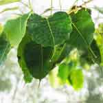 Ficus Religiosa Leaves Powder | Peepal Tree | Ashvattha