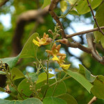 Gmelina Arborea Leaves Powder | Gambhari Leaves Powder | Sindhuparni | Sindhuveshanam | Stulatvacha Ashveta Bhadrapani