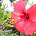 Hibiscus Flower Powder