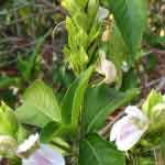 Justicia Adhatoda Leaves Powder | Adulasa | Simhaparni | Vasa