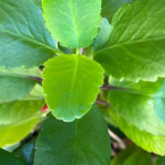 Kalanchoe Pinnata leaves powder | Patharchad Leaves Powder | Cathedral Bells Leaves Powder | Patharchatta