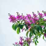 Lagerstroemia Speciosa Leaves Powder | Kramuka | Banaba