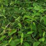 Leptadenia Reticulata Whole Plant Powder | Jeevanthi Plant Powder