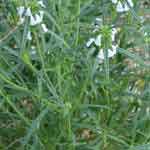 Leucas Aspera Whole Plant Powder | Dronapushpi | Katumba