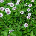 Lippia Nodiflora Whole Plant Powder | Jalapippali | Dhanwanatari Nighantu