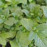Mentha Leaves Powder | Mint Leaves Powder
