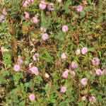 Mimosa Pudica Whole Plant Powder | Touch Me Not | Lajjalu | Lajwanti