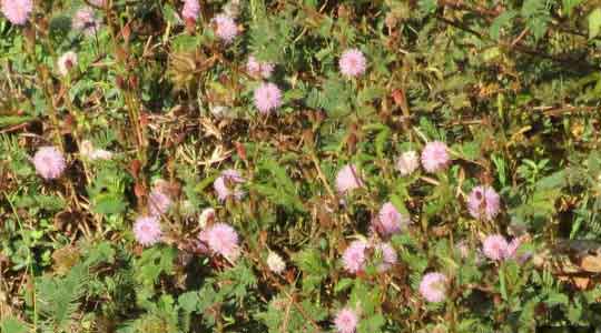 Mimosa Pudica