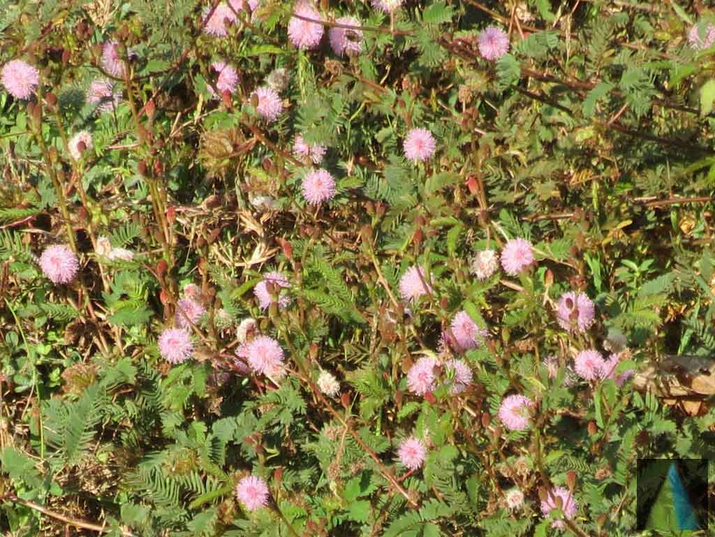 Mimosa Pudica