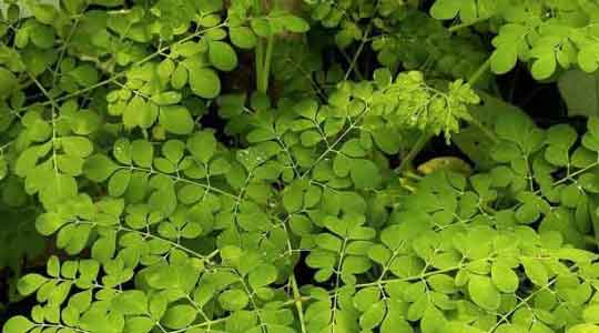 Moringa Oleifera Tender Leaves Powder