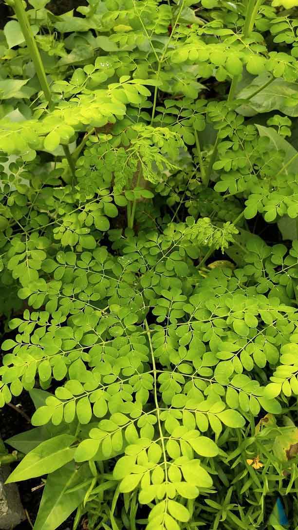 Moringa Oleifera Tender Leaves Powder