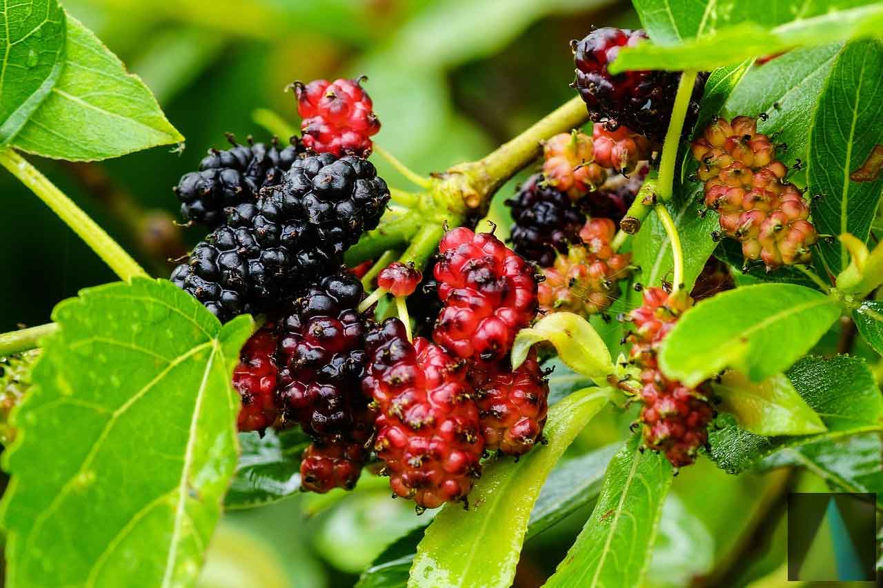 Morus Alba (Mulberry) Leaves Powder | Mulberry Leaves Powder