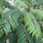 Murraya Koenigii leaves Powder | Natural Curry Leaves Powder