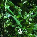 Musa Leaves Powder | Banana Leaves Powder