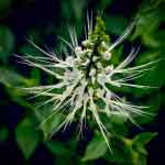 Orthosiphon Aristatus Leaves Powder | Java Tea