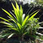 Pandanus Amaryllifolius Leaves Powder | Basmati Plant