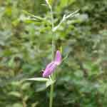 Peristrophe Bicalyculata Whole Plant Powder | Kakajangha