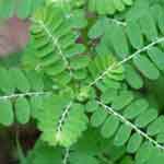 Phyllanthus Niruri Whole Plant Powder | Bahupatra | Tamalaki