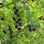Phyllanthus Reticulatus Leaves Powder | Krishna-Kamboji | Krishna Kamboji | Nallapuli