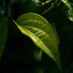 Piper Betle Leaves Powder | Betel Leaves