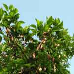 Pongamia Pinnata Tender Leaves Powder | Pongamia Leaves Powder | Karanja | Dithodi