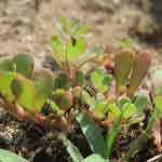 Portulaca Oleracea Whole Plant Powder | Little Hogweed | Brihalloni Lonamala Lonica | Purslane