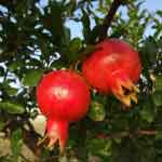 Punica Granatum Tender Leaves Powder | Pomegranate
