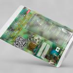 Raw Mangifera Indica Fruit Powder | Raw Mango Fruit Powder