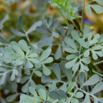 Ruta Graveolens Ariel Part Powder | Common Rue Ariel Part Powder | Nagadale Soppu | Guchhapatra | Sadapaha