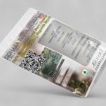 Ruta Graveolens Ariel Part Powder | Common Rue Ariel Part Powder | Nagadale Soppu | Guchhapatra | Sadapaha