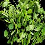 Sauropus Androgynus Plant Powder | Chakramuni | Multi Vitamin Powder