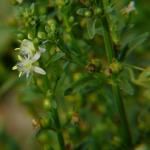 Scoparia Dulcis Whole Plant Powder | kallurki | Mruganmhi |