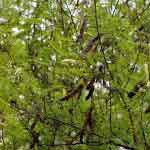 Senegalia Catechu Leaves Powder | Gaayatri | Khadira