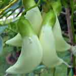Sesbania Grandiflora Flower Powder | Agase | Agastya | Bokphul