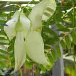 Sesbania Grandiflora Tender Fruit Powder | Agastya | Agase Fruit Powder |