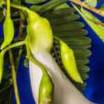 Sesbania Grandiflora Leaves Powder | Agase | Agastya