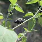 Solanum Nigrum Whole Plant Powder | Kakamachi | Makoy