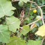 Solanum Surattence Fruits Powder | kantakari | Katai khurd | Choti Kateri | Ringni